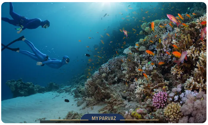 Diving and marine life